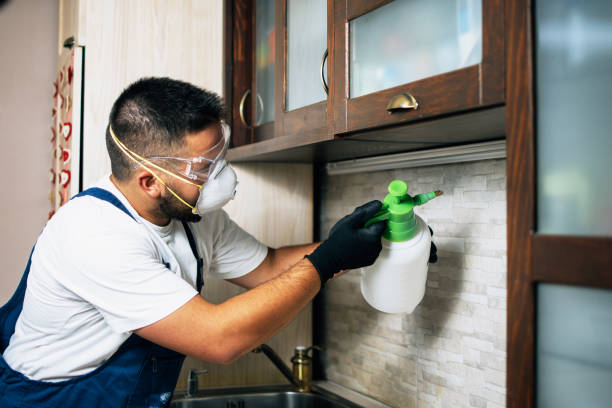 Best Termite Control Services  in Foreman, AR