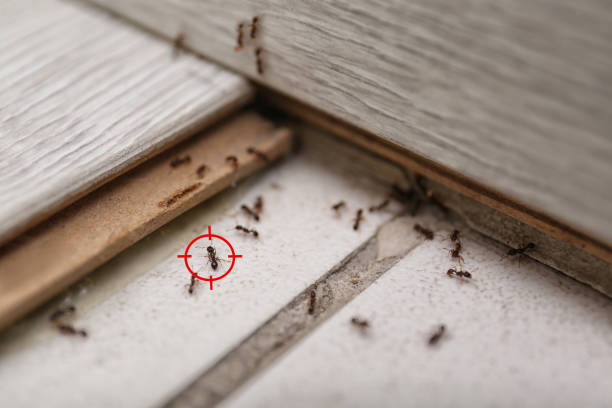 Insect Control in Foreman, AR