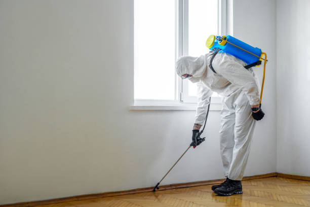Best Local Pest Control Services  in Foreman, AR