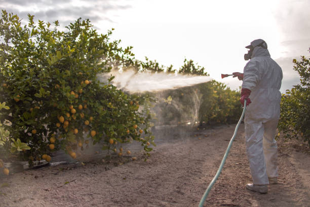 Best Exterminator Services  in Foreman, AR