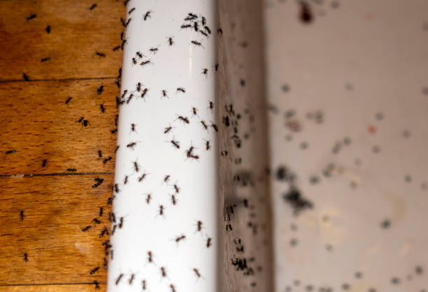 Best Pest Prevention Services  in Foreman, AR