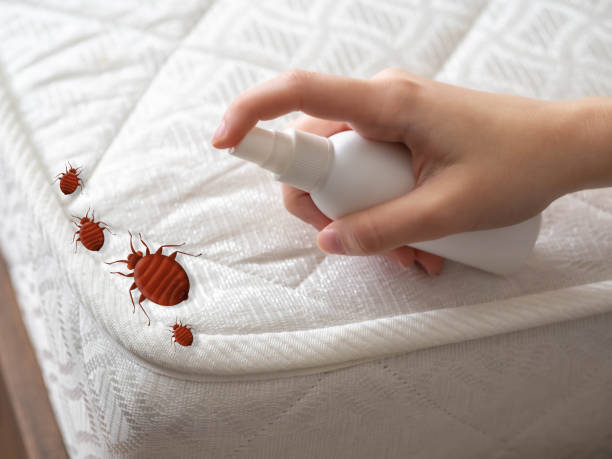 Best Pest Prevention Services  in Foreman, AR