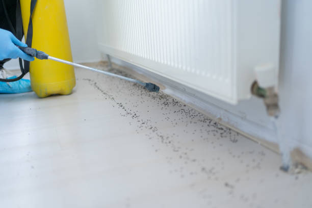 Best Pest Control for Restaurants  in Foreman, AR