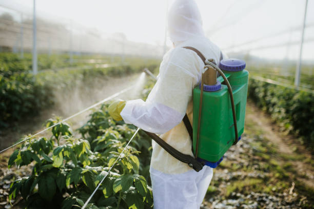 Best Mosquito Control Services  in Foreman, AR